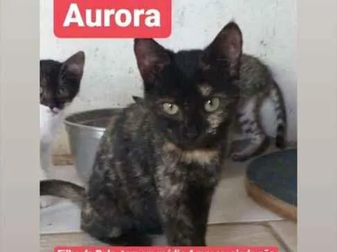 Gato ra a Srd idade 2 a 6 meses nome Aurora