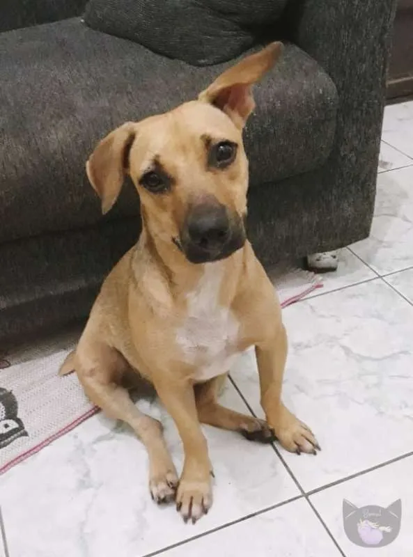 Cachorro ra a SRD idade 1 ano nome Mercúria