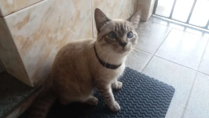 Gato ra a Arabian mau idade 7 a 11 meses nome Léo