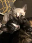 Frajola, aurora, flo