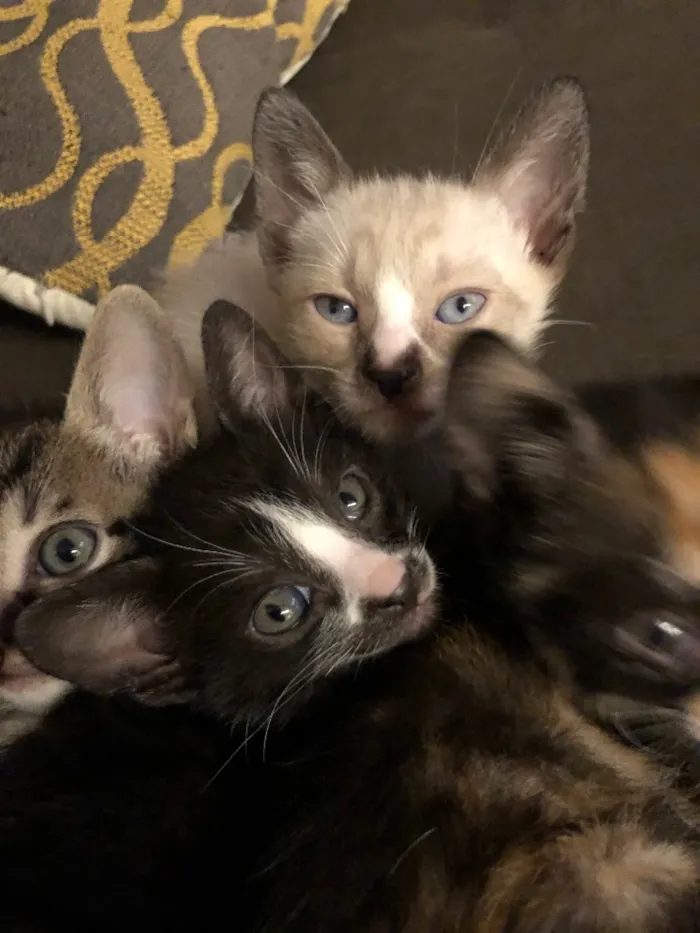 Gato ra a Indefinido idade 2 a 6 meses nome Frajola, aurora, flo
