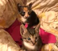 Frajola, aurora, flo