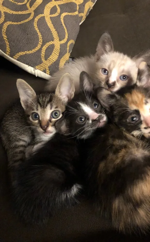 Gato ra a Indefinido idade 2 a 6 meses nome Frajola, aurora, flo