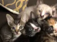 Frajola, aurora, flo