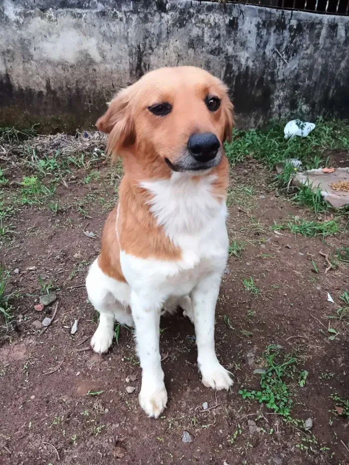 Cachorro ra a Vira-lata idade 2 anos nome Fica ao seu critério