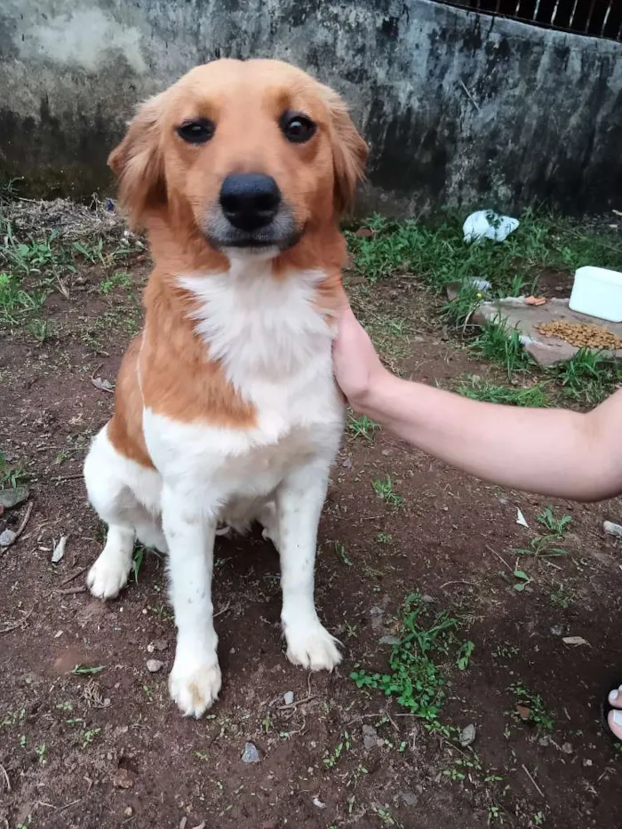 Cachorro ra a Vira-lata idade 2 anos nome Fica ao seu critério