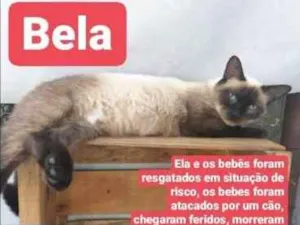 Gato raça Srd idade 1 ano nome Bela