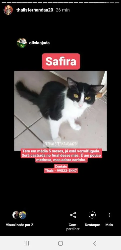 Gato ra a Srd idade 2 a 6 meses nome Safira