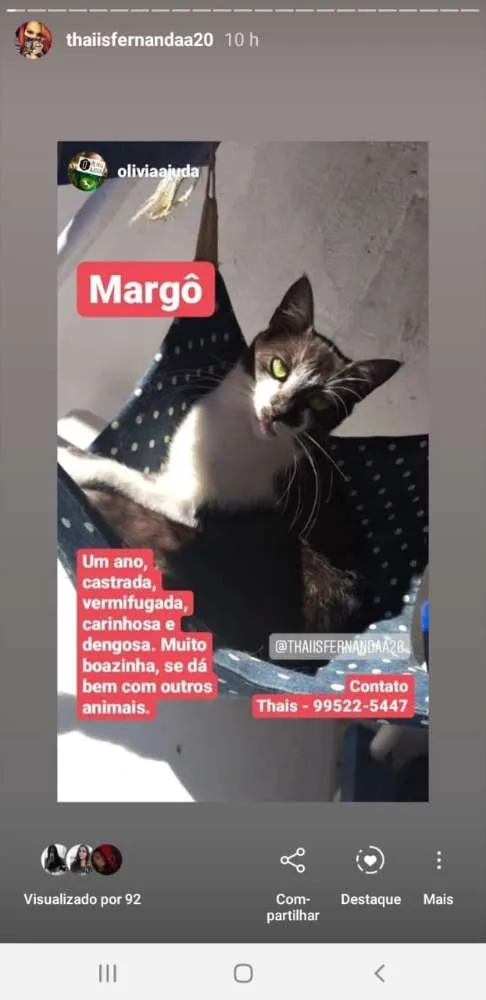 Gato ra a Srd idade 1 ano nome Margô