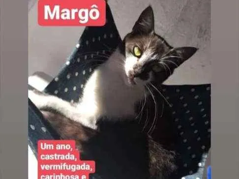 Gato ra a Srd idade 1 ano nome Margô