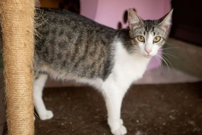 Gato ra a SRD idade 1 ano nome Olaf