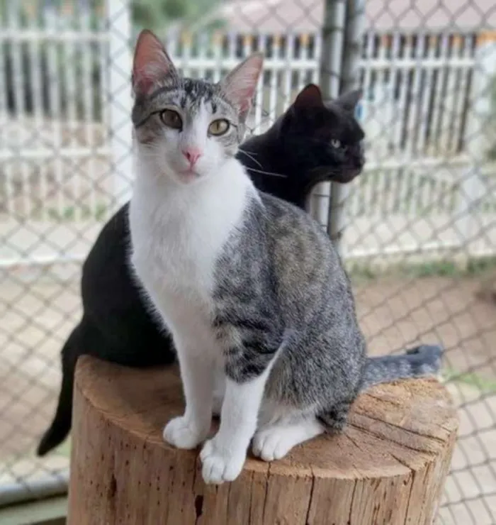 Gato ra a SRD idade 1 ano nome Olaf
