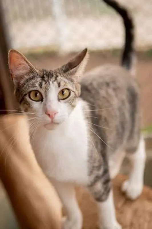 Gato ra a SRD idade 1 ano nome Olaf