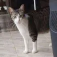 Olaf