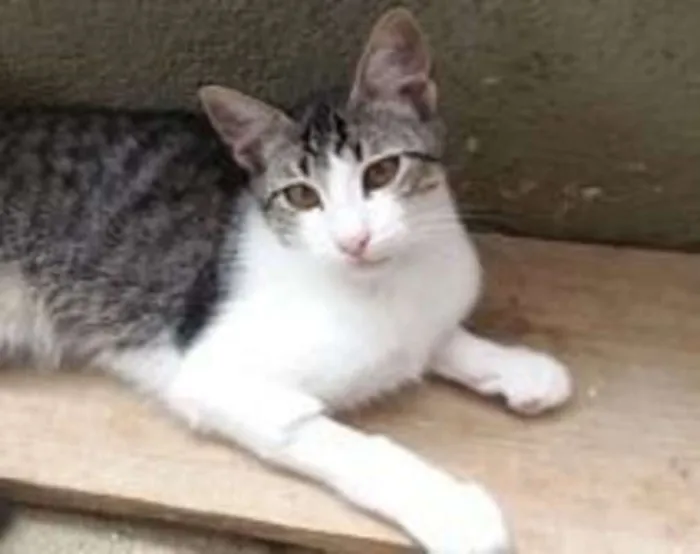 Gato ra a SRD idade 1 ano nome Olaf