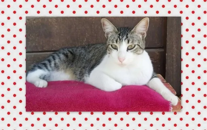 Gato ra a SRD idade 1 ano nome Olaf