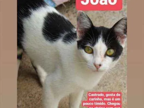 Gato ra a Srd idade 4 anos nome João