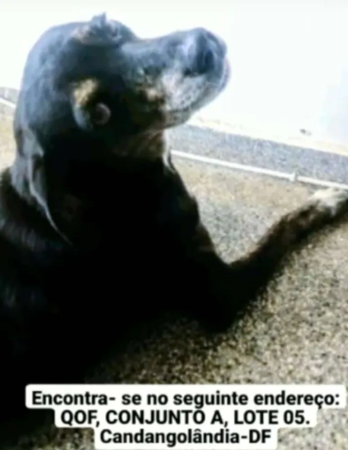 Cachorro ra a SRD idade 3 anos nome Pretinha/Neguinha