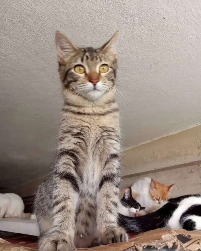 Gato ra a Srd idade 2 a 6 meses nome Maraysa