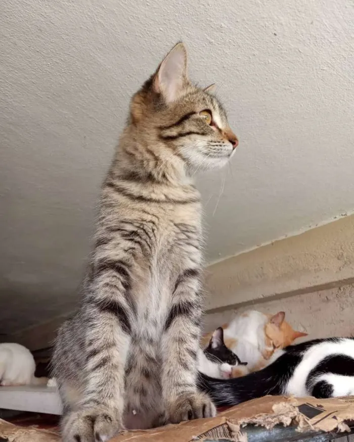Gato ra a Srd idade 2 a 6 meses nome Maraysa