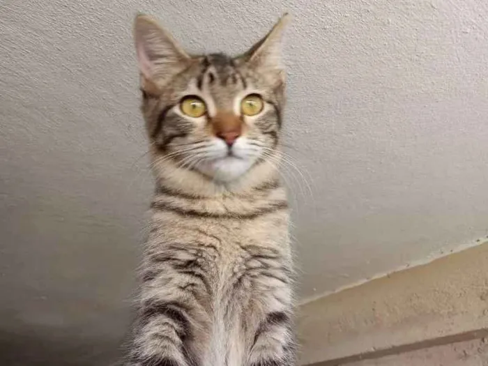 Gato ra a Srd idade 2 a 6 meses nome Maraysa