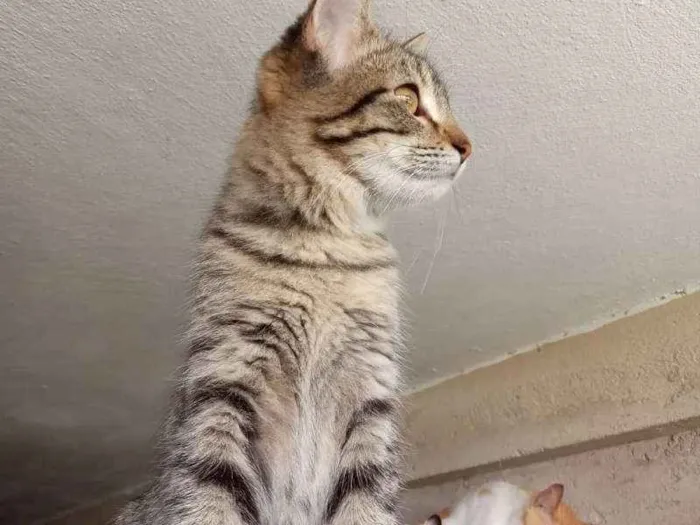 Gato ra a Srd idade 2 a 6 meses nome Maraysa