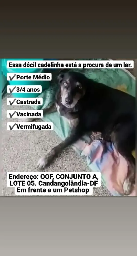 Cachorro ra a SRD idade 3 anos nome Pretinha/Neguinha