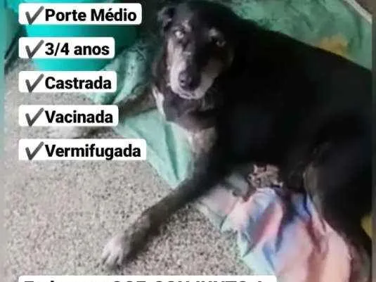 Cachorro ra a SRD idade 3 anos nome Pretinha/Neguinha