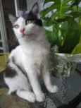 Kevin