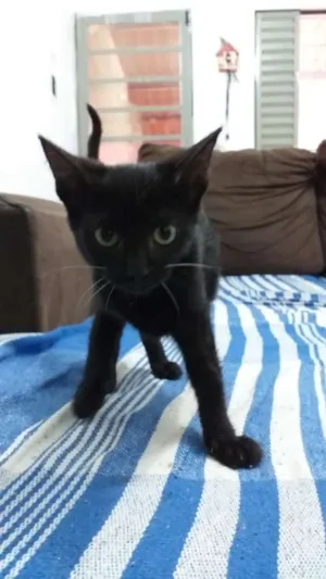 Gato raça  idade 2 a 6 meses nome Gato