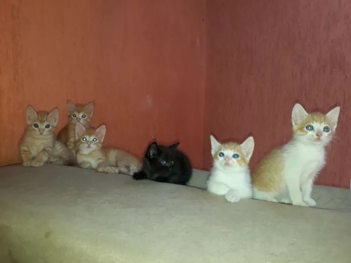 Gato ra a  idade 2 a 6 meses nome Sem nome 