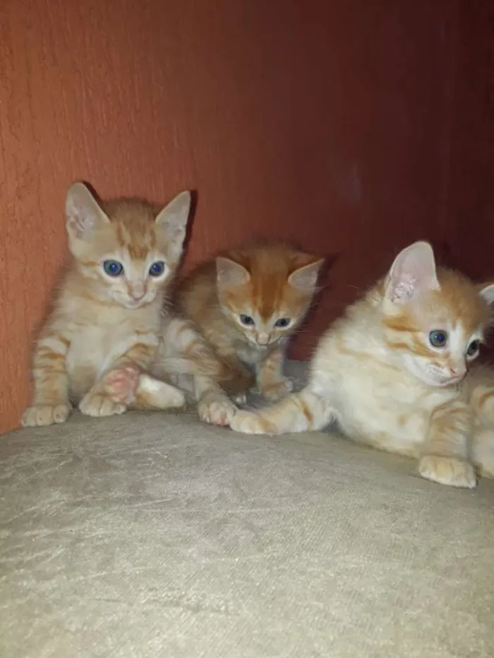 Gato ra a  idade 2 a 6 meses nome Sem nome 