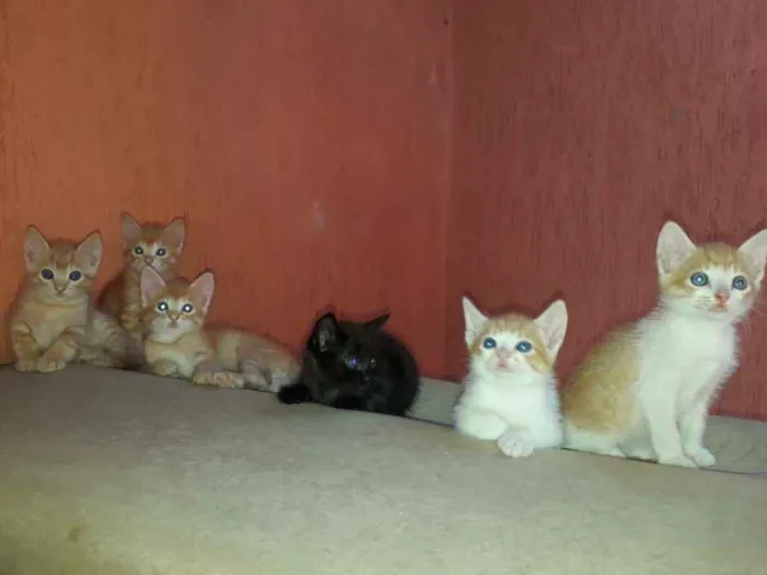 Gato ra a  idade 2 a 6 meses nome Sem nome 