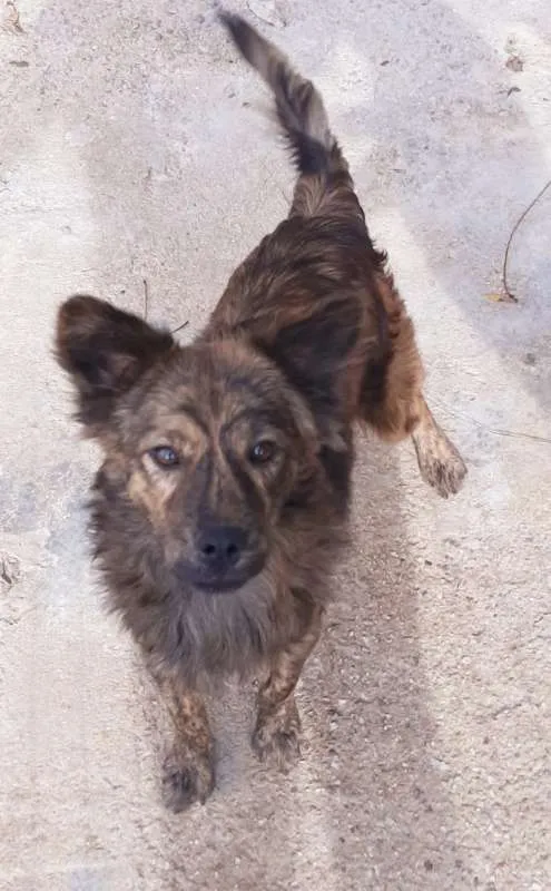 Cachorro ra a Vira-lata  idade 1 ano nome Bob