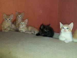 Gato raça  idade 2 a 6 meses nome Sem nome 