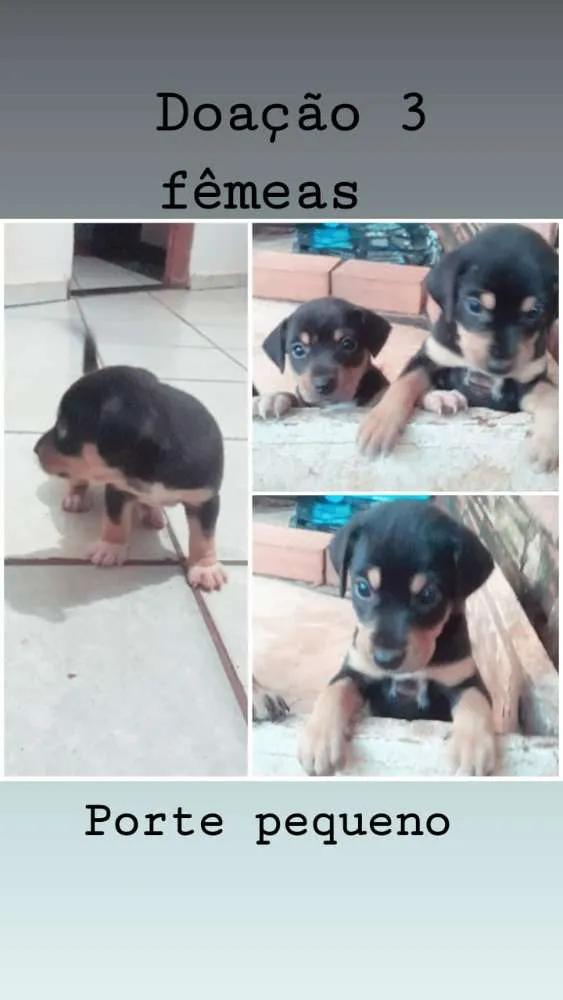 Cachorro raça Vira lata idade Abaixo de 2 meses nome São 3 filhotes 