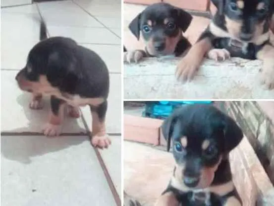 Cachorro raça Vira lata idade Abaixo de 2 meses nome São 3 filhotes 