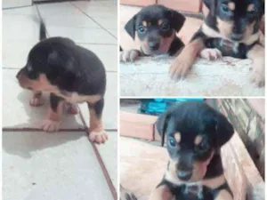 Cachorro raça Vira lata idade Abaixo de 2 meses nome São 3 filhotes 