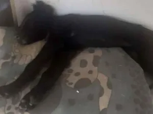 Cachorro raça Não sei  idade  nome Neguinha 