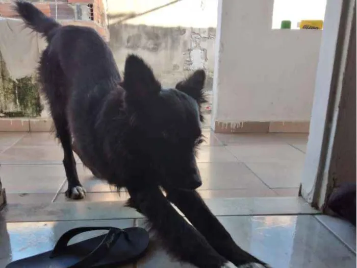 Cachorro ra a Vira-lata idade 1 ano nome Dy balla 