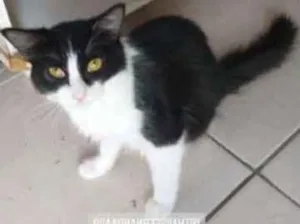 Gato raça Srd idade 2 a 6 meses nome Safira