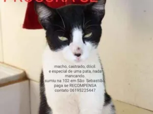 Gato raça Srd idade  nome Gregory