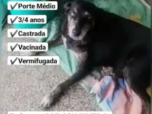 Cachorro raça SRD idade 3 anos nome Pretinha/Neguinha