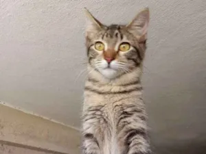 Gato raça Srd idade 2 a 6 meses nome Maraysa