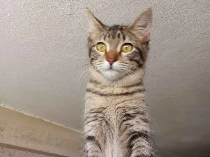 Gato ra a Srd idade 2 a 6 meses nome Maraysa