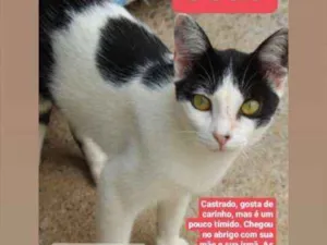 Gato raça Srd idade 4 anos nome João