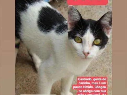 Gato ra a Srd idade 4 anos nome João