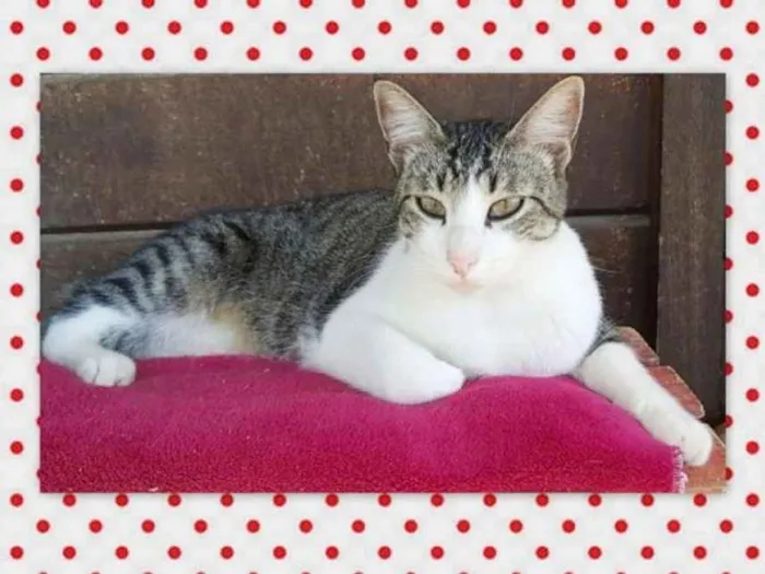Gato ra a SRD idade 1 ano nome Olaf