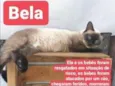 Bela