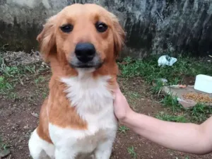 Cachorro raça Vira-lata idade 2 anos nome Fica ao seu critério